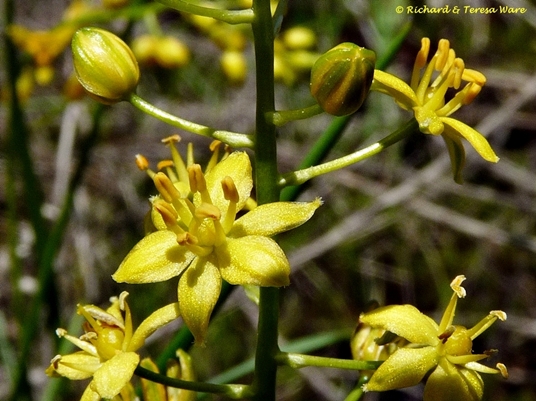 {Schoenolirion croceum}